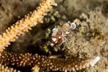 Harlequin Sweetlip, Plectorhinchus chaetodonoides