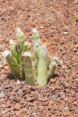tall fluffy cacti cactus bushes succulents Austrocylindropuntia vestita  Wilcoxia schmollii Cactus in red sand in botanical garden in Spain Malaga outside in desert on a cactus farm in natural habitat