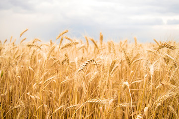 spikelets of yellow wheat against the sky