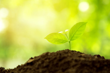 Young plant growing in morning light