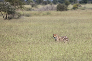 Gepard / Cheetah / Acinonyx jubatus © Ludwig