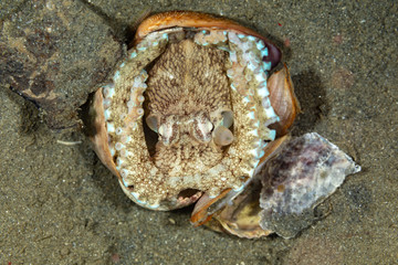 Coconut octopus and veined octopus, Amphioctopus marginatus is a medium-sized cephalopod belonging to the genus Amphioctopus