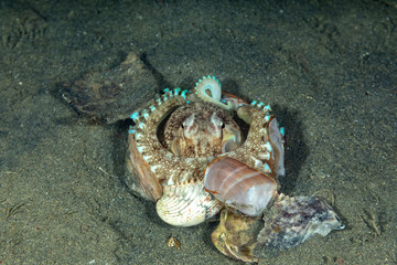 Coconut octopus and veined octopus, Amphioctopus marginatus is a medium-sized cephalopod belonging to the genus Amphioctopus