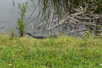 Florida Wetlands