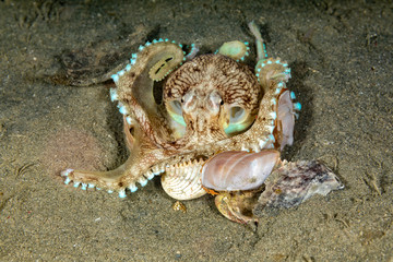 Coconut octopus and veined octopus, Amphioctopus marginatus is a medium-sized cephalopod belonging to the genus Amphioctopus