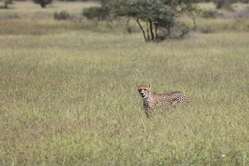 Gepard / Cheetah / Acinonyx jubatus