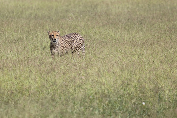 Gepard / Cheetah / Acinonyx jubatus