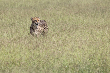 Gepard / Cheetah / Acinonyx jubatus © Ludwig