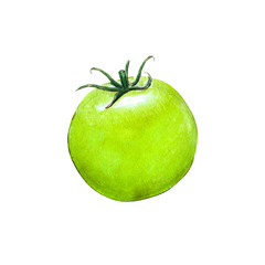 tomato watercolor illustration on white background