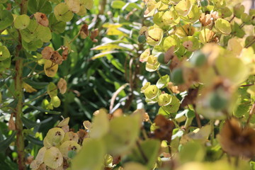 Euphorbia in summer 1.2