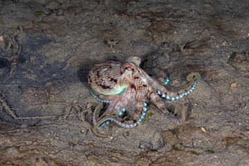 Coconut octopus and veined octopus, Amphioctopus marginatus is a medium-sized cephalopod belonging to the genus Amphioctopus