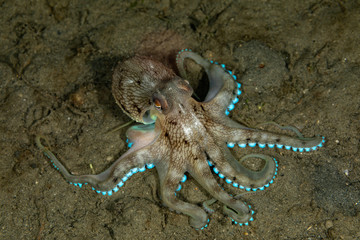 Coconut octopus and veined octopus, Amphioctopus marginatus is a medium-sized cephalopod belonging to the genus Amphioctopus