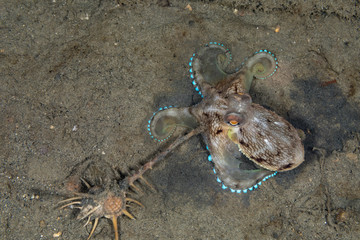 Coconut octopus and veined octopus, Amphioctopus marginatus is a medium-sized cephalopod belonging to the genus Amphioctopus