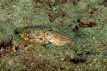 Common cuttlefish or European common cuttlefish, Sepia officinalis