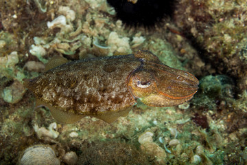 Fototapeta na wymiar Common cuttlefish or European common cuttlefish, Sepia officinalis