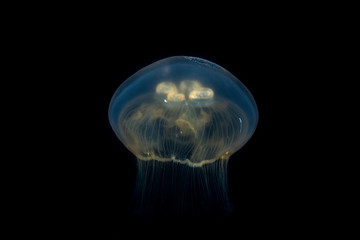 Common jellyfish, moon jellyfish, moon jelly or saucer jelly, Aurelia aurita, is a widely studied...