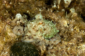 Common octopus, Octopus vulgaris