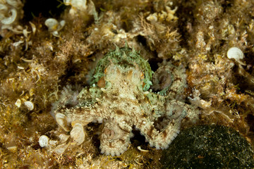 Fototapeta na wymiar Common octopus, Octopus vulgaris