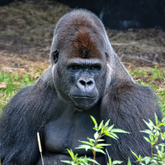 Portrait of a dominant male gorilla. Big adult ape sits in a grass and looks in a distance. African wildlife. Silverback gorilla.