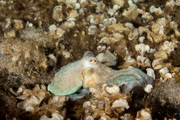Common octopus, Octopus vulgaris