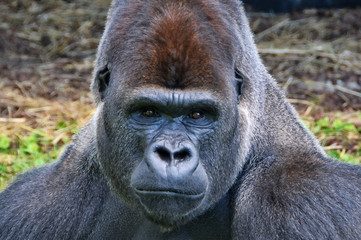 Obraz premium Close up of a portrait of a dominant male gorilla. Pensive and smart look of a gorilla. Big adult ape. Stunning African wildlife. Silverback gorilla.