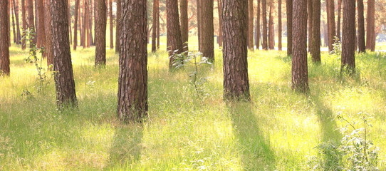 Pine forest with beautiful high pine trees in summer in sunny weather