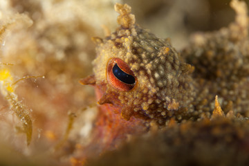 Common octopus, Octopus vulgaris