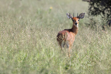 Afrikanischer Steinbock / Steenbok / Raphicerus campestris