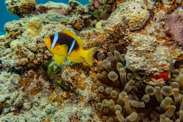 Plakat Fish swim in the Red Sea, colorful fish, Eilat Israel