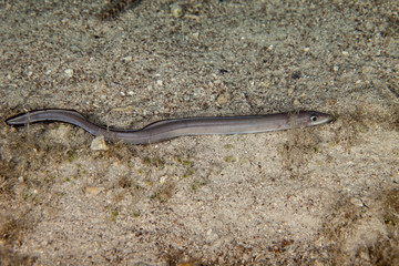Conger eel, Conger cinereus