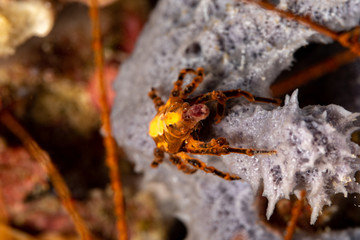 Conical crab, Xenocarcinus conicus, is a species of True Crab in the family Epialtidae