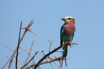 Gabelracke / Lilacbreasted Roller / Coracias caudata