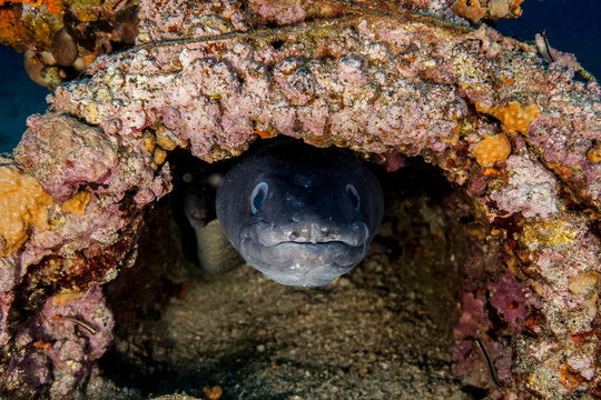 Conger eel, Conger cinereus