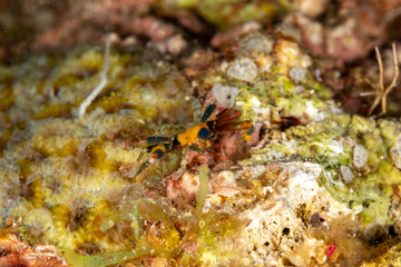Conical crab, Xenocarcinus conicus, is a species of True Crab in the family Epialtidae