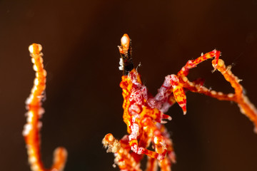 Conical crab, Xenocarcinus conicus, is a species of True Crab in the family Epialtidae