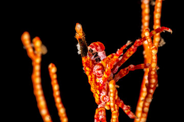 Conical crab, Xenocarcinus conicus, is a species of True Crab in the family Epialtidae