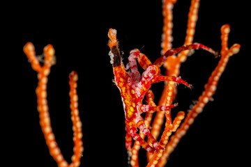 Conical crab, Xenocarcinus conicus, is a species of True Crab in the family Epialtidae