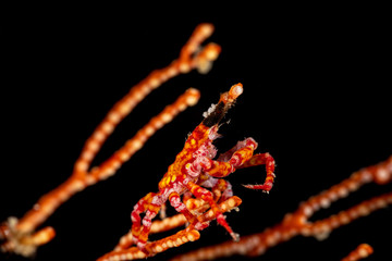 Conical crab, Xenocarcinus conicus, is a species of True Crab in the family Epialtidae