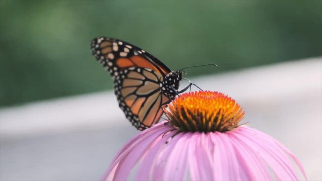 Slow Motion Butterfly Eating Off A Flower