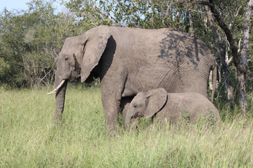 Fototapeta premium Afrikanischer Elefant / African elephant / Loxodonta africana