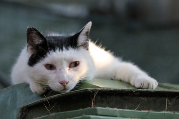 Colonia felina