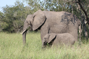 Fototapeta premium Afrikanischer Elefant / African elephant / Loxodonta africana