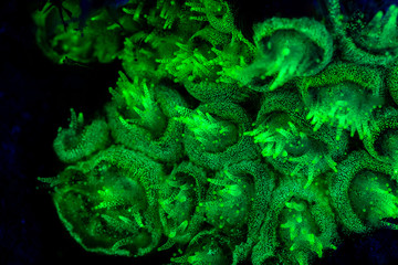 Fototapeta na wymiar coral or anemone glowing under blacklight, glow fluorescent at night