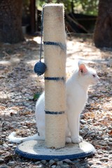 Colonia felina