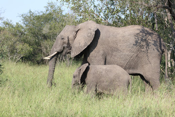 Afrikanischer Elefant / African elephant / Loxodonta africana