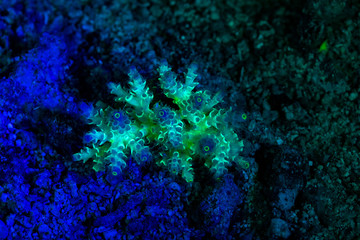 coral or anemone glowing under blacklight, glow fluorescent at night