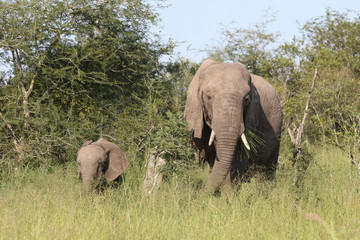 Afrikanischer Elefant / African elephant / Loxodonta africana