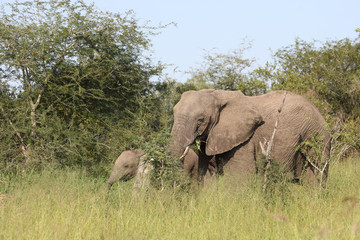 Naklejka premium Afrikanischer Elefant / African elephant / Loxodonta africana