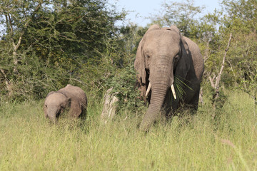 Afrikanischer Elefant / African elephant / Loxodonta africana