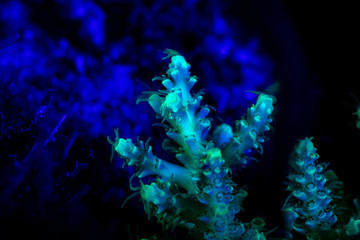 coral or anemone glowing under blacklight, glow fluorescent at night